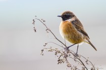20160228 Tarier patre 021.jpg